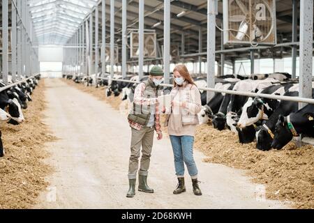 Mother and son in protective masks using digital tablet while discussing schedule of milking cows at farm Stock Photo