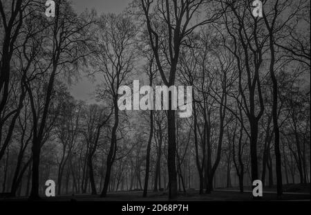 Mysterious and desolate atmosphere in a gloomy forest. Silhouettes of trees. Scary woods landscape. Black and white shot.  Stock Photo