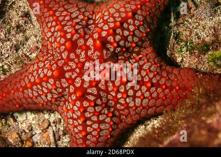 Red Sea Star, Galápagos Islands, Galápagos National Park, UNESCO World Heritage Site, Pacific Ocean, Ecuador, America Stock Photo