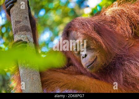 Orangutan, Pongo pygmaeus, Tanjung Puting National Park, Borneo, Indonesia Stock Photo