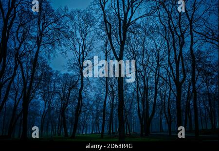 Mysterious and desolate atmosphere in a gloomy forest. Silhouettes of trees. Scary woods landscape. Stock Photo