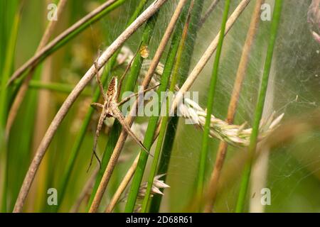 A nursery web spider sitting in her nest in the grass in the sunshine Stock Photo