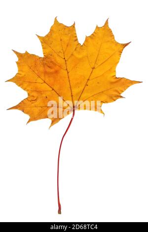 One maple leaf on a white isolated background. Close-up of a leaf of a tree, autumn object Stock Photo