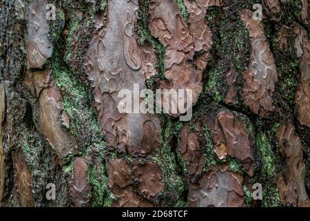 pine softwood tree texture background in mixed forest in upper swabia germany Stock Photo