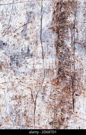 Vertical view of tree trunk without bark, rough wooden background. Close-up natural textured backdrop Stock Photo