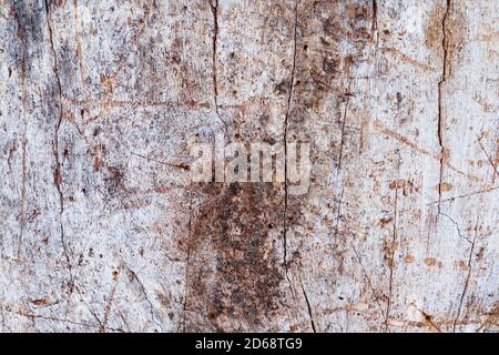 Close-up of tree trunk without bark, rough wooden texture background Stock Photo