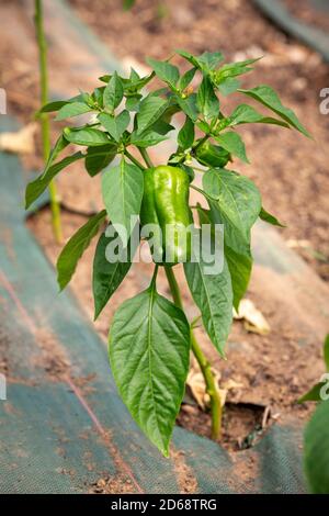 Young Paprika plant growing in rows indoors in a greenhouse tunnel in mulch covered with a ground cover or weed mat. Stock Photo
