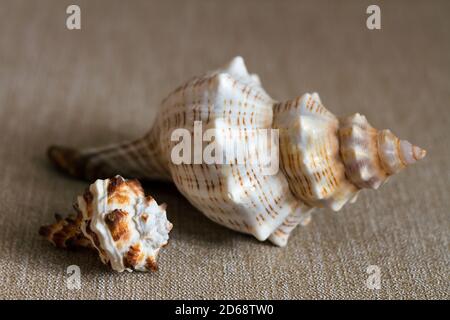 two seashells on beige textile background Stock Photo