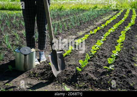 girl farmer works in a vegetable garden in the backyard Stock Photo