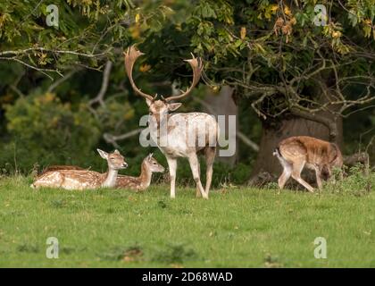 Beautiful Wild Fallow deer feeding and resting on an autumn day in norfolk. Stock Photo
