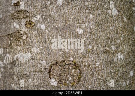 beech hardwood tree texture background in mixed forest in upper swabia germany Stock Photo