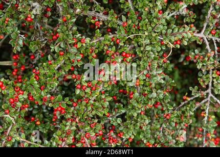 Cotoneaster Horizontalis plant with berries. Stock Photo