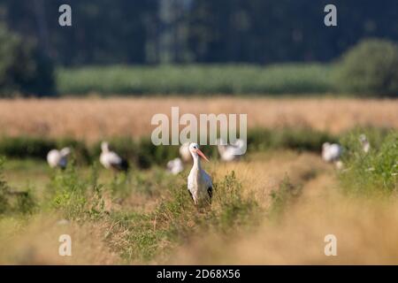 Group of White Stork(Ciconia ciconia) in meadow with single one in front, Podlaskie Voivodeship, Poland, Europe Stock Photo