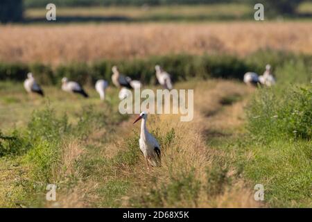 Group of White Stork in meadow with single one in front, Podlaskie Voivodeship, Poland, Europe Stock Photo