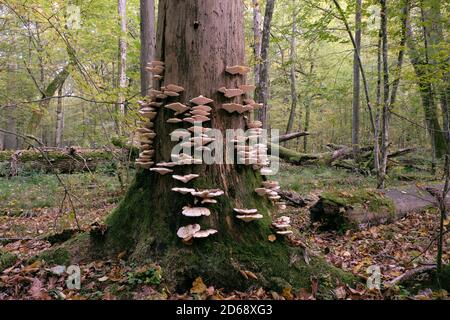 Autumnal fungus grows over old dead spruce tree stump, Bialowieza Forest, Poland, Europe Stock Photo