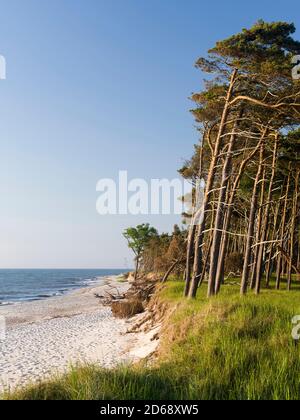 Coastal forest at the Weststrand  (western beach) on the Darss Peninsula. Western Pomerania Lagoon Area NP. Europe, Germany, West-Pomerania, June Stock Photo