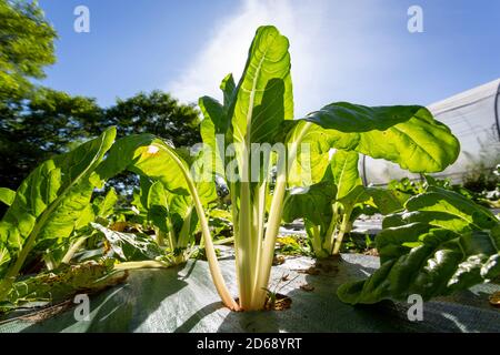 Chard or Swiss chard (Beta vulgaris) growing outdoors in a weed blocking mat in the summer sun. Stock Photo