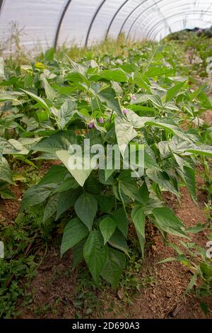 Common Green bean or French bean plant (Phaseolus vulgaris) growing indoors in rows in a greenhouse tunnel. Stock Photo
