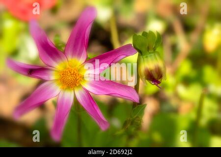 Dahlia 'Honka Surprise single bloom close-up with bud and background out of focus Stock Photo
