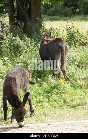 Two donkeys, mother and child, grazing under the trees in a bushy grassland in the sun paying no attention Stock Photo
