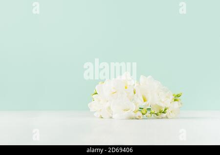 Beautiful fresh spring white flowers freesia lie on white wood board in green mint menthe interior as fresh season background. Stock Photo