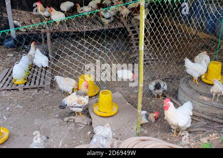 farm animals, Chickens on traditional free range poultry farm in Saraburi province, Thailand Stock Photo