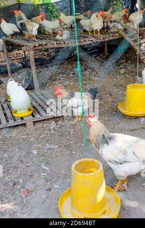 farm animals, Chickens on traditional free range poultry farm in Saraburi province, Thailand Stock Photo