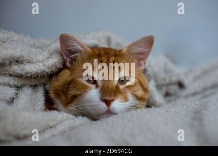 The ginger cat sleeps in a white fluffy blanket. The ginger kitten is resting. A cozy home, autumn mood, a fluffy cat. Sleeping ginger cat. Fluffy pet Stock Photo