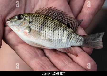 Small bream- like fish caught in woven fish trap from the Okavango River. Stock Photo