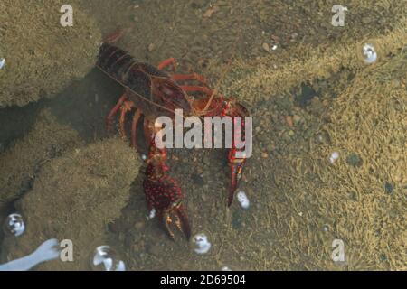 Red swamp crayfish (Procambarus clarkii) gathered in waterway of rice field, Isehara City, Kanagawa Prefecture, Japan Stock Photo