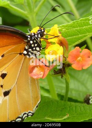 Selective focus shot of danaus chrysippus butterfly Stock Photo