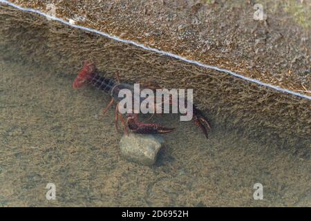 Red swamp crayfish (Procambarus clarkii) gathered in waterway of rice field, Isehara City, Kanagawa Prefecture, Japan Stock Photo