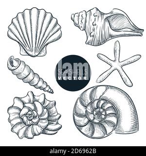 Seashells collection. Vector hand drawn sketch illustration. Summer travel design elements, isolated on white background. Sea shells vintage icons set Stock Vector