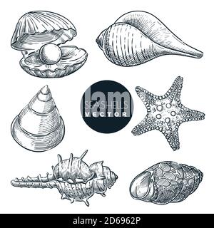 Seashells vector sketch illustration. Hand drawn marine shells collection. Summer travel design elements, isolated on white background. Sea shells vin Stock Vector
