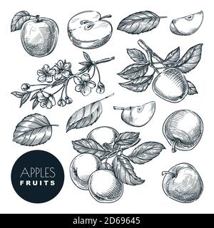 Apple sketch vector illustration. Sweet fruits harvest, hand drawn garden agriculture and farm isolated design elements. Stock Vector