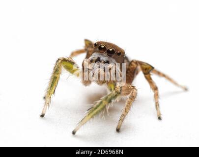 Handsome male Habronattus viripides jumping spider with his fuzzy pedipalps in front of his mouth, looking up, on light background Stock Photo