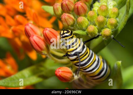 Closeup of a large Monarch butterfly caterpillar feeding on bright orange Butterflyweed buds in summer
