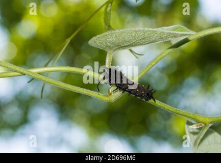 Orange spotted, black, Pipevine Swallowtail butterfly caterpillar climbing up on a pipevine with  tree canopy and sky background Stock Photo