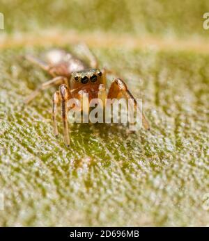 Adorable tiny female Tutelina elegans jumping spider sitting on an oak leaf Stock Photo