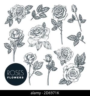 Roses flowers set, vector sketch illustration. Hand drawn floral nature design elements. Rose blossom, leaves and buds isolated on white background. Stock Vector