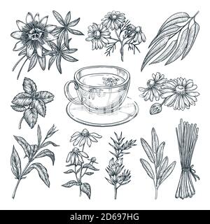 Medical tea herbs set, isolated on white background. Vector hand drawn sketch illustration. Cup with natural healthy herbal beverage and ingredients c Stock Vector
