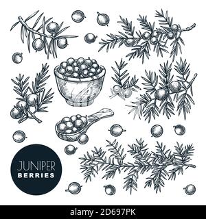 Juniper berries on branch and in wooden basket, sketch vector illustration. Spice, aromatherapy, natural herbal medicine coniferous plant. Hand drawn Stock Vector