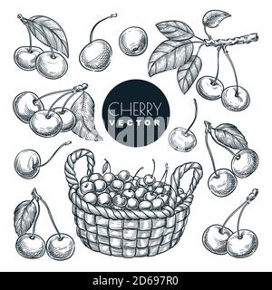 Cherry berries sketch vector illustration. Sweet berries harvest in wooden basket. Hand drawn garden agriculture and farm isolated design elements. Stock Vector