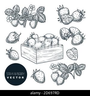 Strawberry berries sketch vector illustration. Sweet berries harvest in wooden basket. Hand drawn garden agriculture and farm isolated design elements Stock Vector