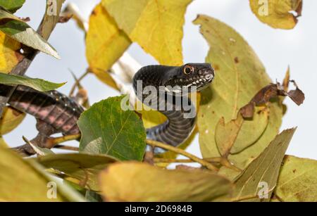 Closeup of an Eastern Coachwhip snake hiding among leaves up in a tree Stock Photo