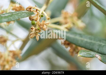 Olives starting to grow in spring Stock Photo
