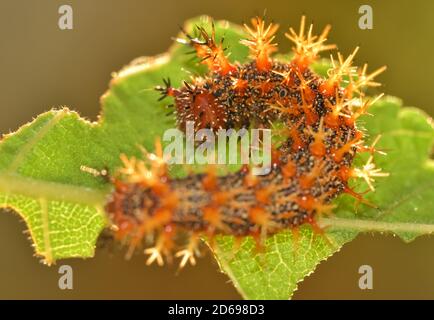 Colorful, spiny Question Mark butterfly caterpillar resting on an Elm leaf, backlit by evening sun Stock Photo