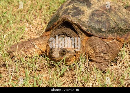 Closeup of a Common Snapping Turtle resting in grass on its way to nearest pond or creek on a hot summer day Stock Photo