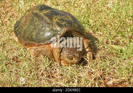 Common Snapping Turtle in grass on a summer day Stock Photo