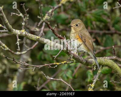 Red-flanked Bluetail Tarsiger cyanurus posing and feeding from within  bushes at Holme a coastal location in Norfolk. Stock Photo